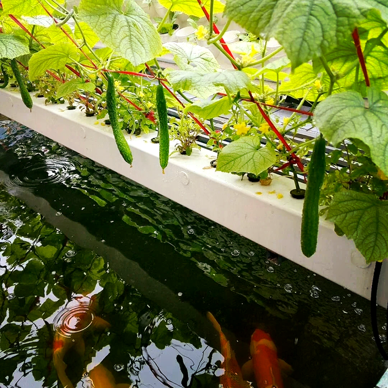 白城市水培蔬菜鱼菜共生 - 方案